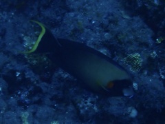 Acanthurus pyroferus