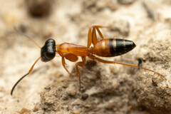 Opisthopsis rufithorax