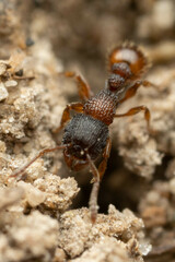 Tetramorium impressum