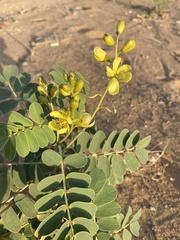 Senna italica