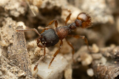 Tetramorium impressum