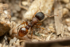 Tetramorium impressum
