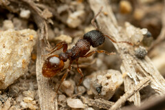 Tetramorium impressum
