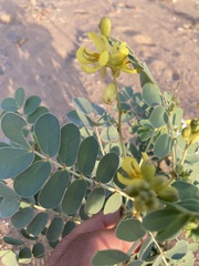 Senna italica