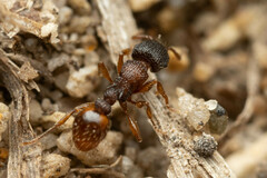 Tetramorium impressum