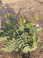 Senna italica