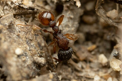 Tetramorium impressum