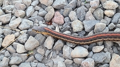 Thamnophis ordinoides