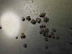 Coenobita compressus