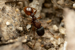 Tetramorium impressum