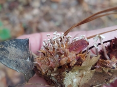 Strobilurus trullisatus