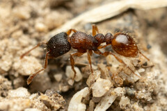 Tetramorium impressum