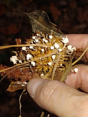 Strobilurus trullisatus