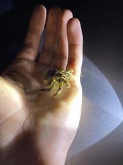Coenobita compressus