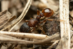 Tetramorium impressum
