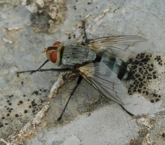 Microphthalma disjuncta
