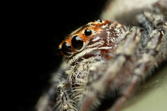 Opisthoncus quadratarius