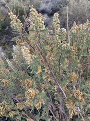 Chamaebatiaria millefolium