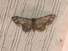 Idaea celtima