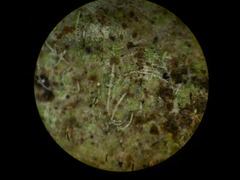 Aderkomyces armatus