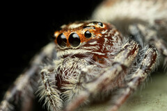 Opisthoncus quadratarius