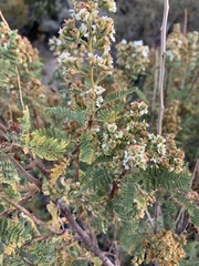 Chamaebatiaria millefolium