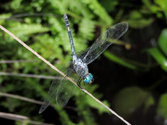 Micrathyria schumanni