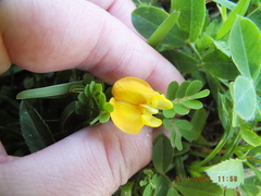 Arachis hypogaea