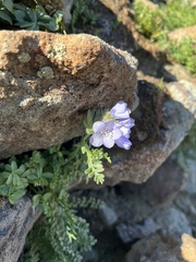 Polemonium