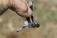 Libellula forensis