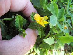 Arachis hypogaea