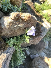Polemonium