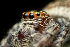 Opisthoncus quadratarius