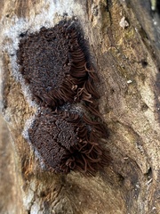Stemonitis