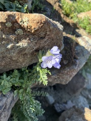 Polemonium