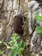 Stemonitis