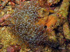Fimbriaphyllia divisa