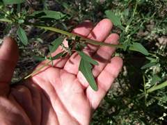 Chenopodium atrovirens