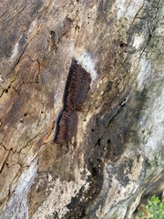 Stemonitis