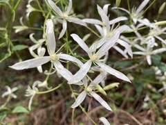 Clematis pubescens
