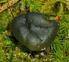 Leotia viscosa