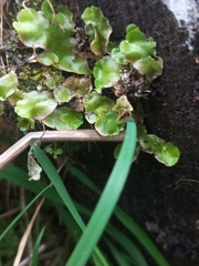 Lunularia cruciata