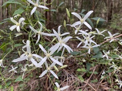 Clematis pubescens