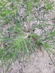 Salsola collina