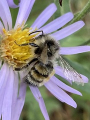 Bombus bifarius