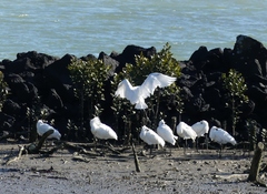 Platalea regia