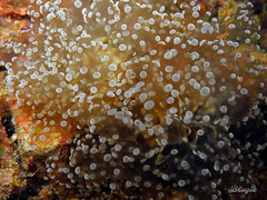 Fimbriaphyllia divisa
