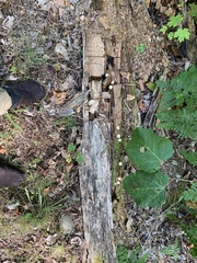 Apioperdon