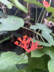 Jatropha podagrica