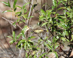 Acanthiza reguloides